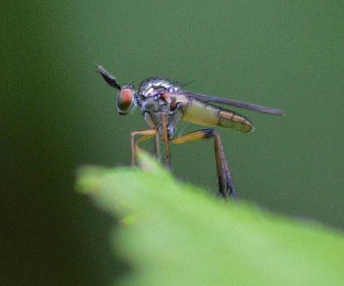 Syntormon pallipes